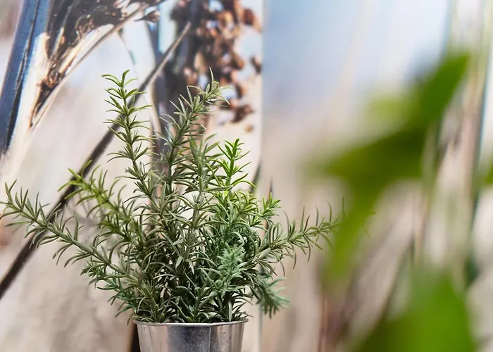 Steffis Vogelnest شقة